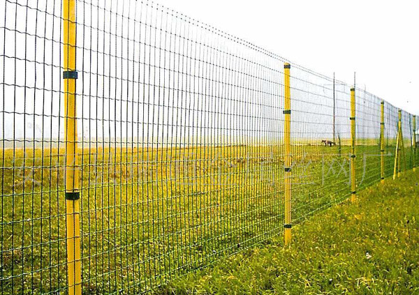 �B(y��ng)ֳ���ھW(w��ng)-06