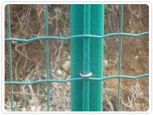 �B(y��ng)ֳ���ھW(w��ng)-03